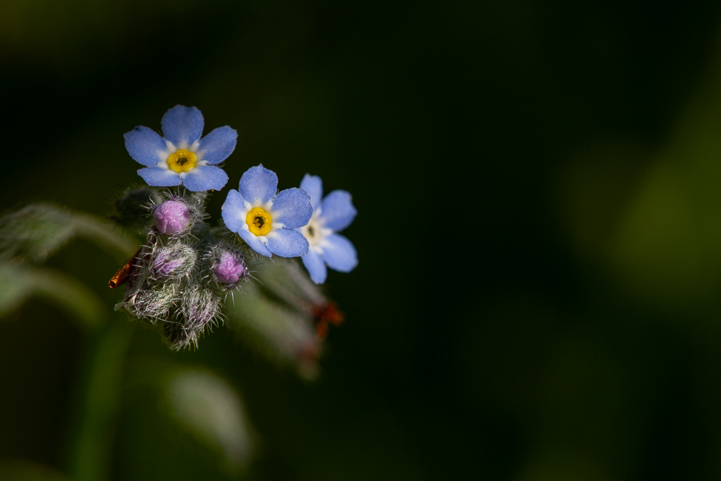 Essai de macro au flash déporté + trépied - 2019